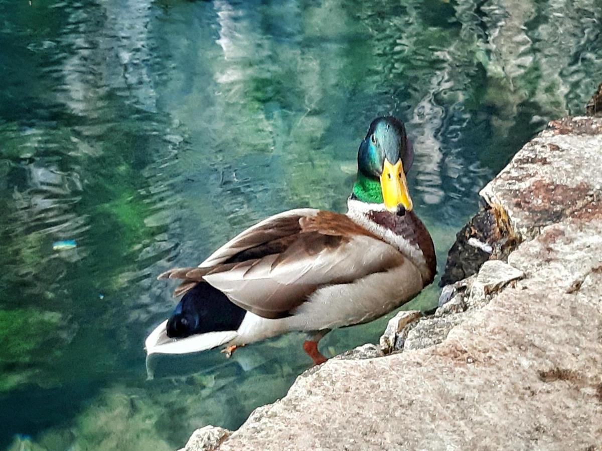 Villa Mimoza Blagaj Dış mekan fotoğraf